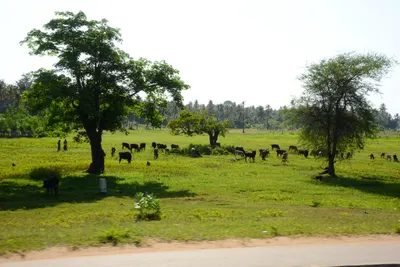 DSC_8270 (Large).JPG